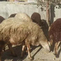 فروش بره میش قوچ پلنگی|حیوانات مزرعه|بروجرد, |دیوار