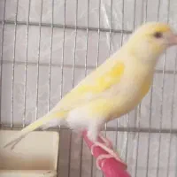 قناری موزاییک ماده آماده آماده