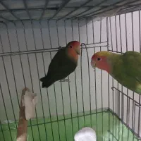 طوطی هلندی وبرزیلی