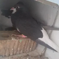 کف..تر شهری|حیوانات|شیراز, محراب|دیوار