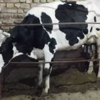 گاو شیری با گوساله ماده