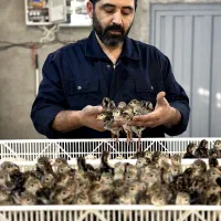 جوجه بوقلمون