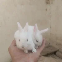 بچه خرگوش وبزرگ