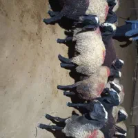 میش شالی|حیوانات مزرعه|آبگرم, |دیوار