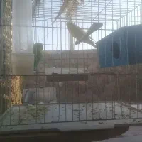 مرغ عشق|پرنده|لالی, |دیوار