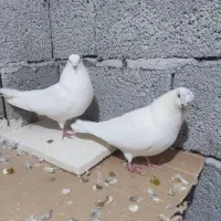 یک جفت قره دیمدیح