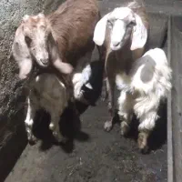 گوسفند بز