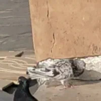 یک عددکوهی مایدوم نر|حیوانات|همدان, |دیوار