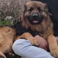 سگ ژرمن طعلیم دیده حرف گوش کن