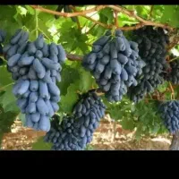 مرجع اصلی تولید نهال انگور تعاونی