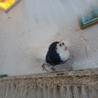 کبوتر طوقی|پرنده|فسا, |دیوار