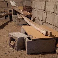 کفتر چادری|پرنده|مشگین شهر, |دیوار