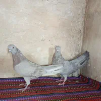 کفتر اصفهانی|پرنده|برخوار, |دیوار