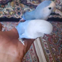 طوطی کتوله رام رام