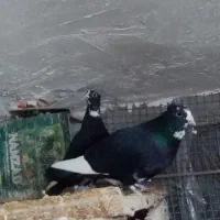 پلنگ عتیقه|پرنده|کرمان, |دیوار