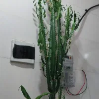 گل طبیعی سالم به علت نداشتن جا