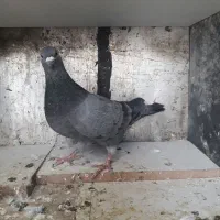 فروش کفتر کوهی . نامور.شازده.طوقی|پرنده|گل تپه, |دیوار