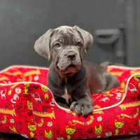 کین کورسو|سگ|تهران, پردیسان|دیوار