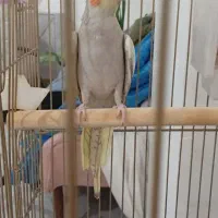 پرنده