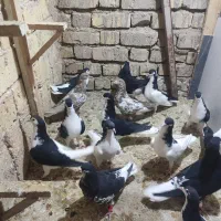 کفتر شهری|پرنده|شیراز, شریف‌آباد|دیوار