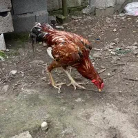 خروس لاری