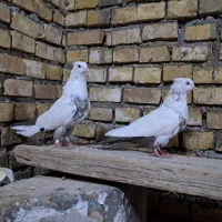 کبوتر|پرنده|اهواز, منازل کارون|دیوار