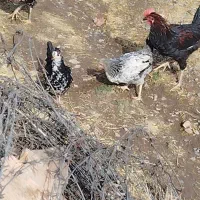 فروشی مرغ و خروس گلین