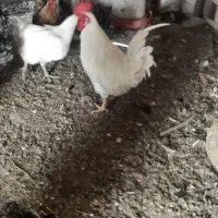 چندعددمرغ وخروس فرفری وساده درروستای گرگر|حیوانات مزرعه|چمران, |دیوار