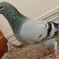 کبوتر پلاکی نر عراق|پرنده|خورموج, |دیوار