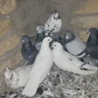 کبوتر جفت|پرنده|سجاس رود, |دیوار