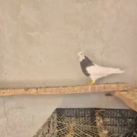 کبوتر ماده و چپ|پرنده|قزوین, |دیوار