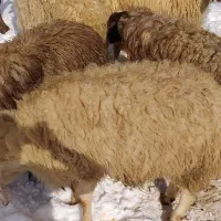 گوسفند و بز نر جوان