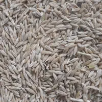 جو سرارود دیم|گل و گیاه طبیعی|ماهیدشت, |دیوار