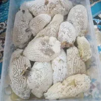 عسل طبیعی|خوردنی و آشامیدنی|مسجد سلیمان, |دیوار