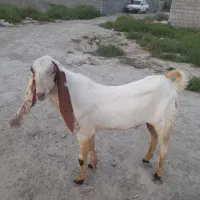 بزنر دورگ گلابی