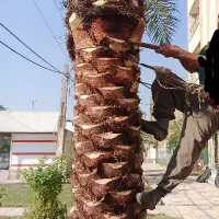 نخل داری تمام امور مرتبط به نخل