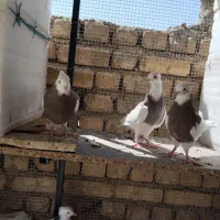 تعدادی طوقی نر و مادر بالغ آماده جفتن سالم و سرحال|پرنده|اصفهان, عاشق‌آباد|دیوار