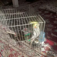 پرندگان|پرنده|قرچک, پویینک|دیوار