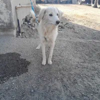 واگذاری سگ رایگان