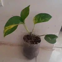 همه۸۵هزار|گل و گیاه طبیعی|کرمانشاه, |دیوار