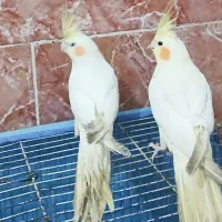 یک جوفت عروس پاریس مست اهلی|پرنده|اهواز, لشکرآباد|دیوار