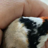 سهره خال حلب