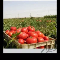سر کارگر کشاورزی