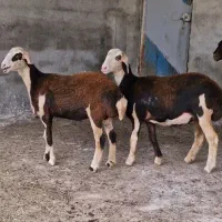 دو راس توقلی ماده پلنگی بروجردی اصل