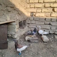 کبوتر|پرنده|نیریز, |دیوار