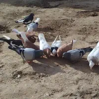 شوشتر|پرنده|شوشتر, |دیوار