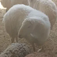 قوچ سرک دار|حیوانات مزرعه|بادرود, |دیوار