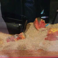 آکواریوم ، راه اندازی ، سرویس آکواریوم