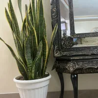 گل آپارتمانی سانسوریا لب طلایی