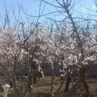 زمین